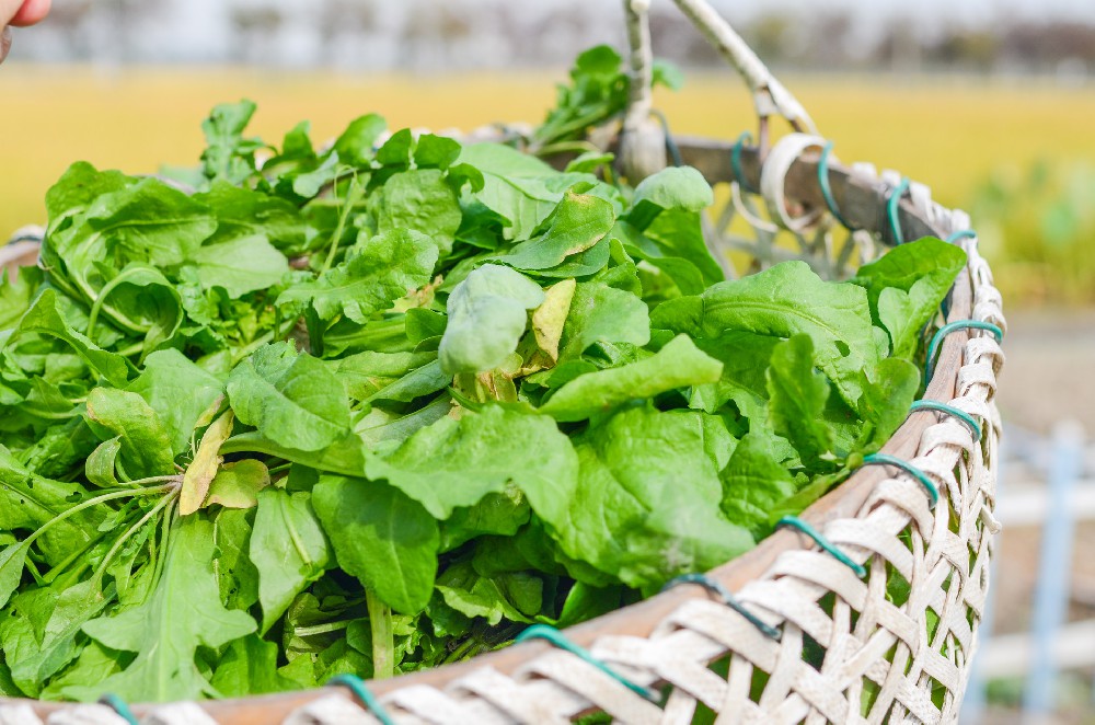 摄图网_501688901_banner_农民割野菜荠菜（企业商用）.jpg