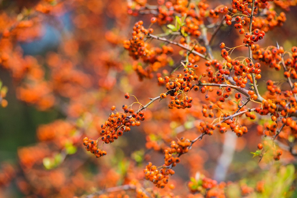 摄图网_501594875_banner_沙棘果（企业商用）.jpg
